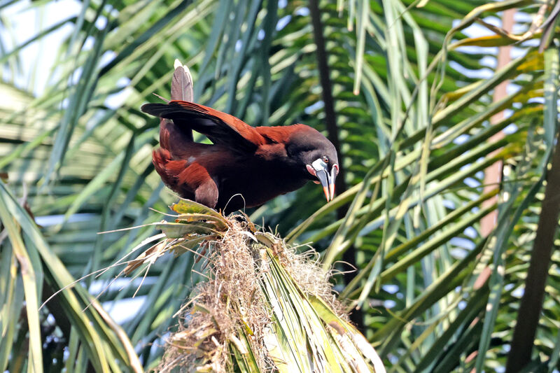 Montezuma Oropendola male adult, courting display