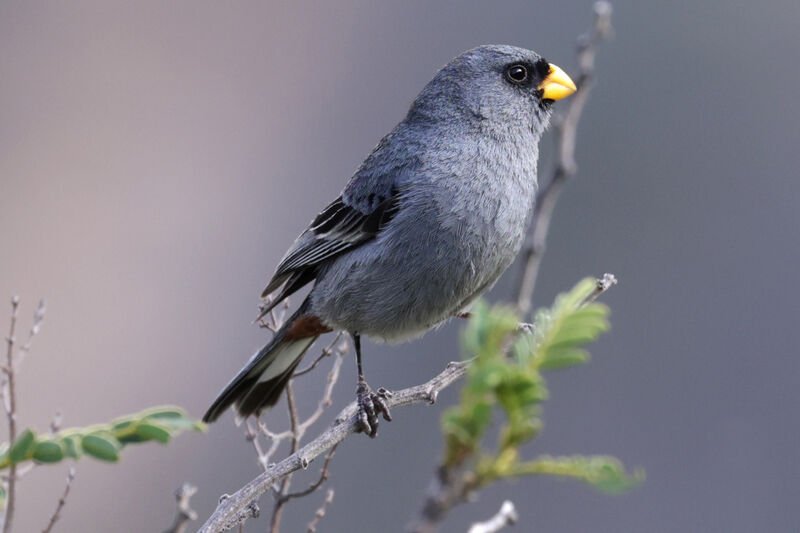 Band-tailed Seedeater male adult