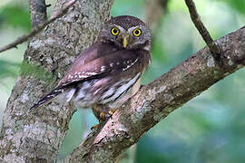 Tamaulipas Pygmy Owl