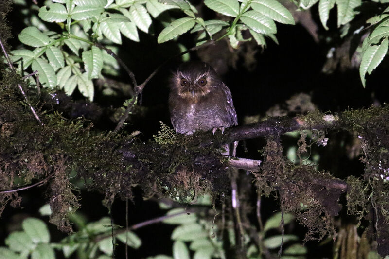 Long-whiskered Owletadult