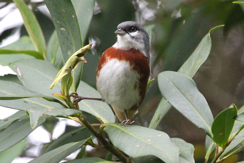 Bay-chested Warbling Finchadult