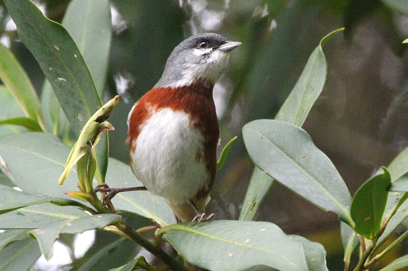 Bay-chested Warbling Finchadult