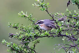 Plain-tailed Warbling Finch