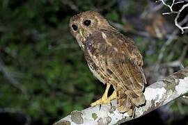 Vermiculated Fishing Owl