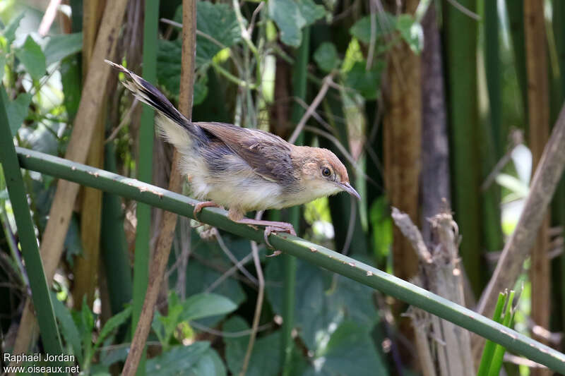 Carruthers's Cisticola, identification