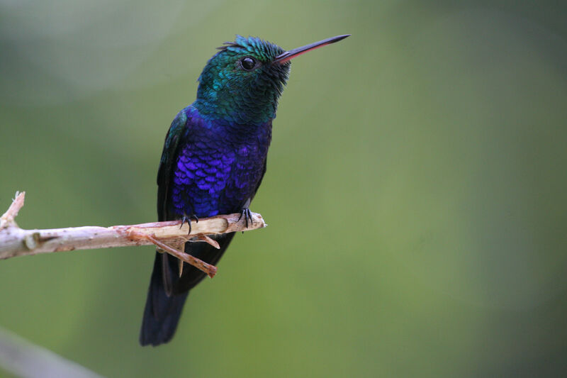 Violet-bellied Hummingbird male adult