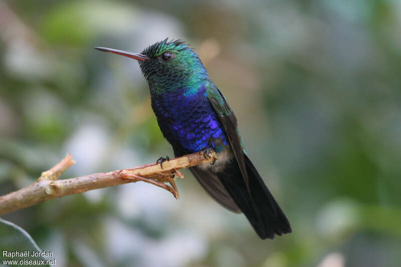 Violet-bellied Hummingbird male adult breeding, identification