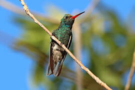 Tres Marias Hummingbird