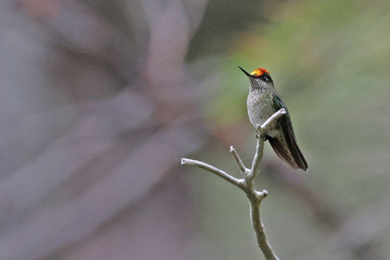 Green-backed Firecrown male adult breeding