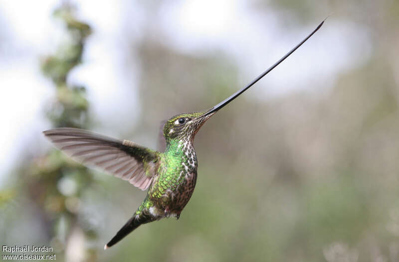 Sword-billed Hummingbird female adult, pigmentation, Flight