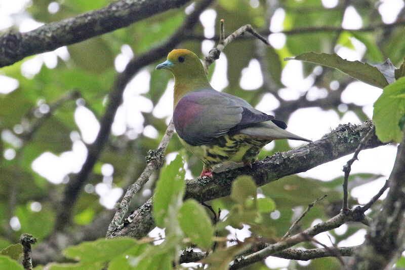 Wedge-tailed Green Pigeon male adult
