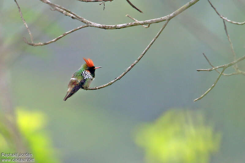 Frilled Coquette male adult, identification