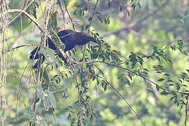 Brown-headed Crow