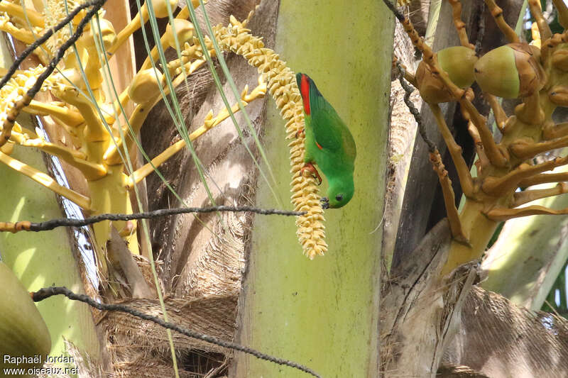 Moluccan Hanging Parrot female adult, feeding habits, eats