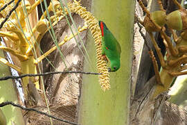 Moluccan Hanging Parrot