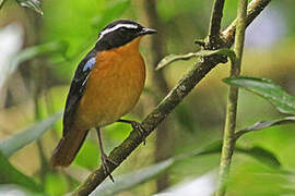 Blue-shouldered Robin-Chat