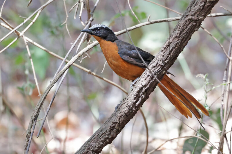 White-crowned Robin-Chatadult