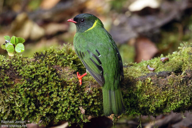 Green-and-black Fruiteater male adult, pigmentation