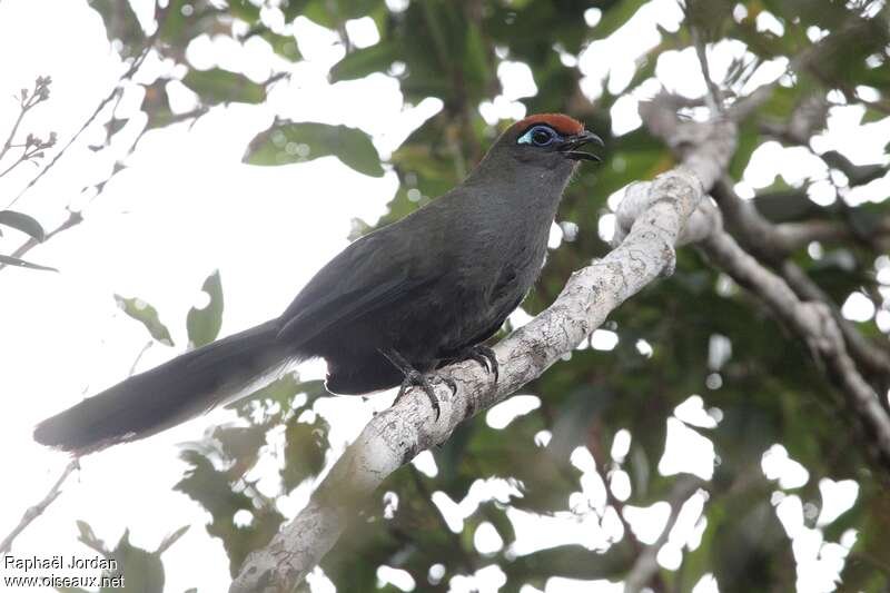 Red-fronted Couaadult, identification
