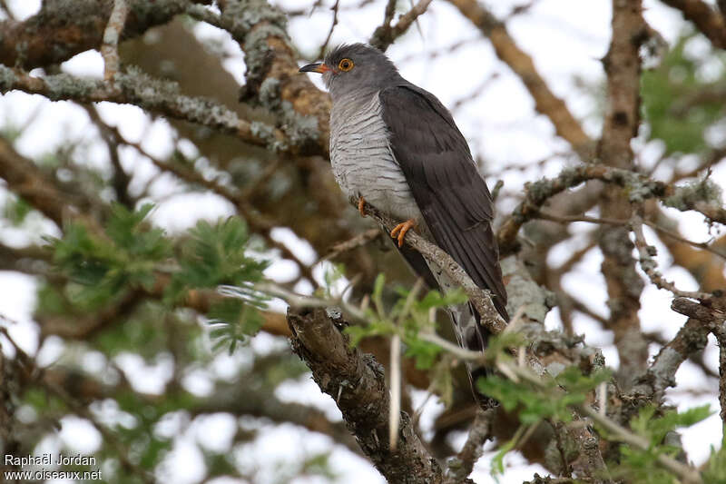 African Cuckoo male adult, habitat, pigmentation