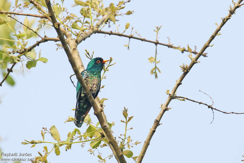 Asian Emerald Cuckoo male adult