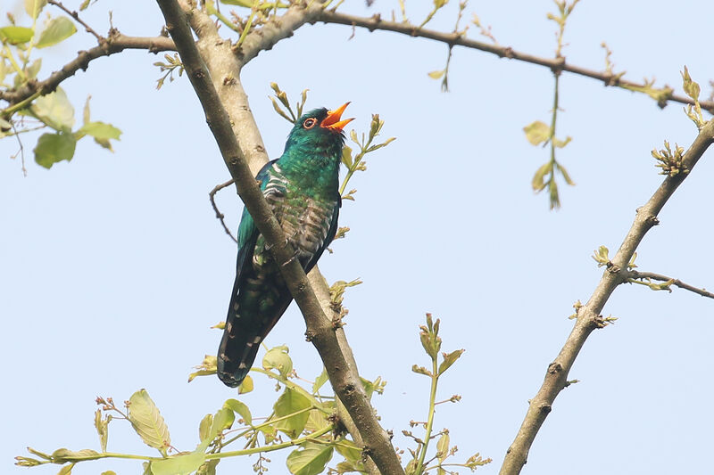 Asian Emerald Cuckoo male adult breeding, song