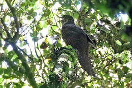 Barred Long-tailed Cuckoo
