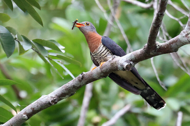 Red-chested Cuckoo male adult
