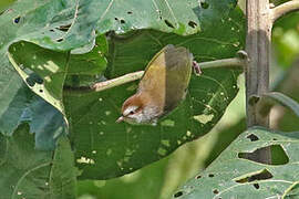 White-browed Crombec