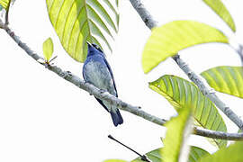 White-bellied Dacnis