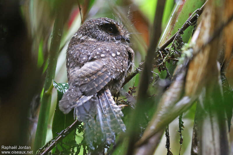 Mountain Owlet-nightjar, aspect