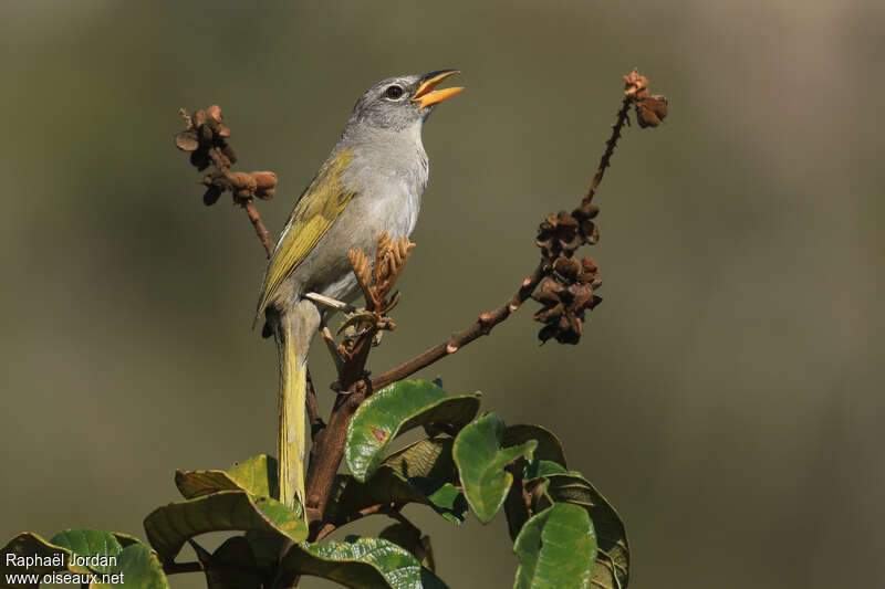 Serra Finch male adult, identification, song
