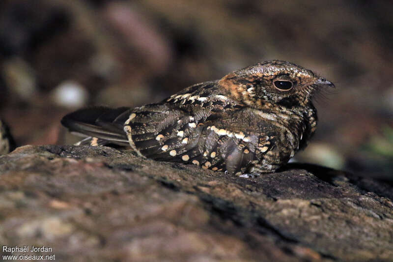 Scissor-tailed Nightjaradult, close-up portrait