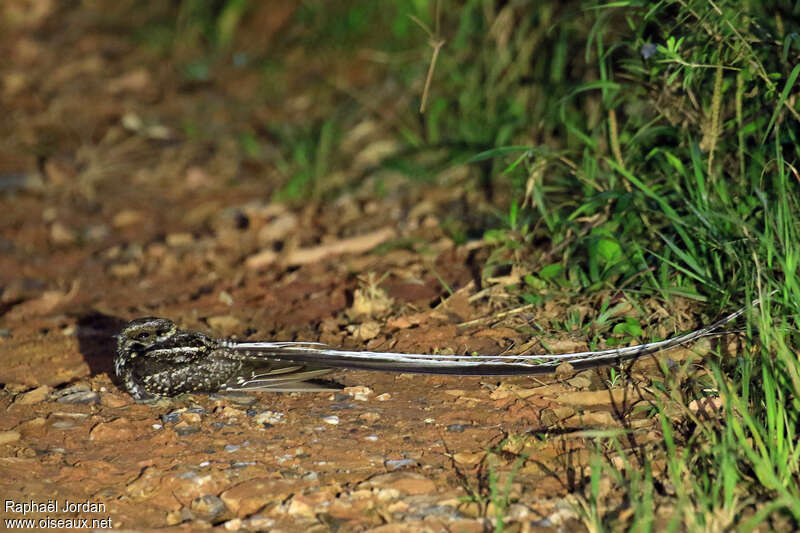Long-trained Nightjar male adult breeding