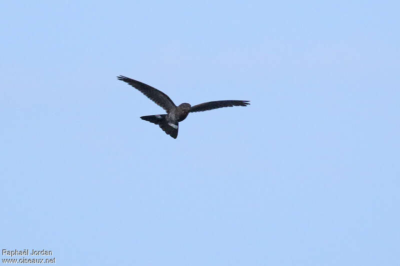 Band-tailed Nighthawk, pigmentation, Flight