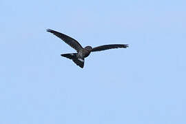 Band-tailed Nighthawk