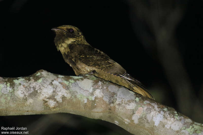 Rufous Nightjar male adult, identification, song