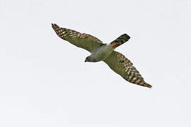 Ovambo Sparrowhawk