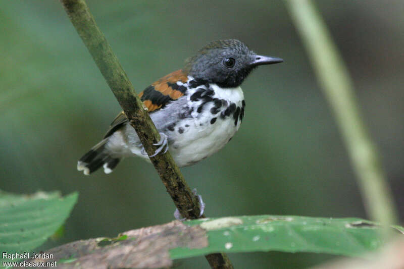 Spotted Antbird male adult, identification