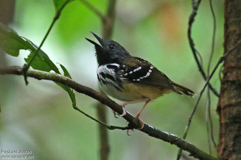 Spot-backed Antbird male adult, identification