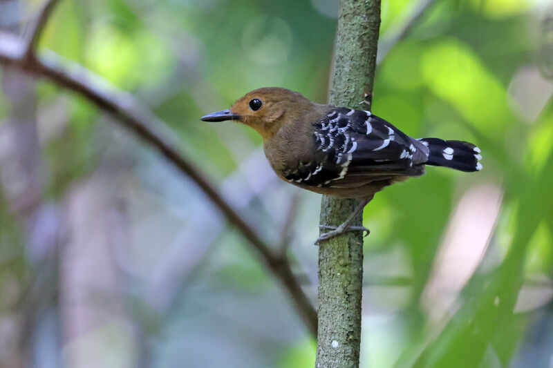 Common Scale-backed Antbird female adult