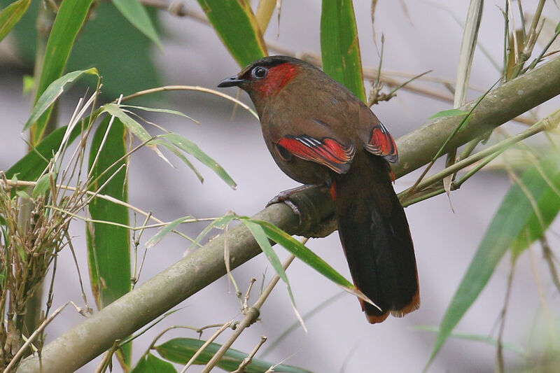 Red-faced Liocichlaadult
