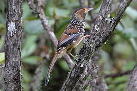 Spotted Laughingthrush
