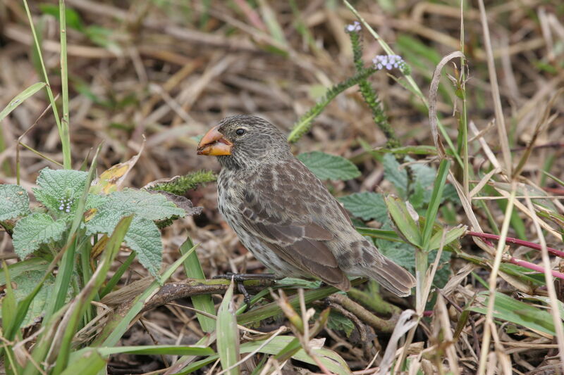 Medium Ground Finch female adult