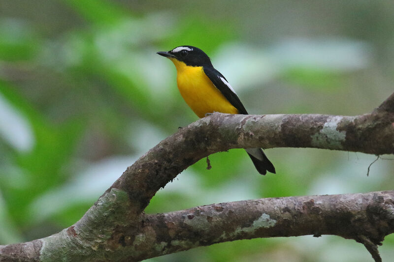 Yellow-rumped Flycatcher male adult