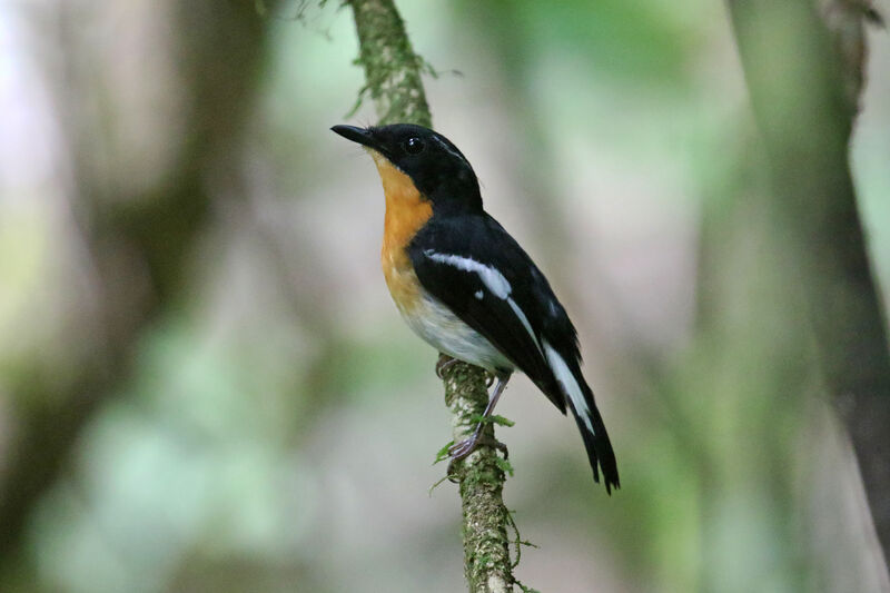Rufous-chested Flycatcher male adult