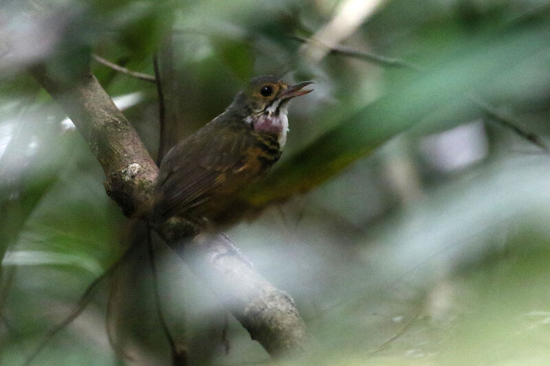 Spotted Antpitta male adult, song