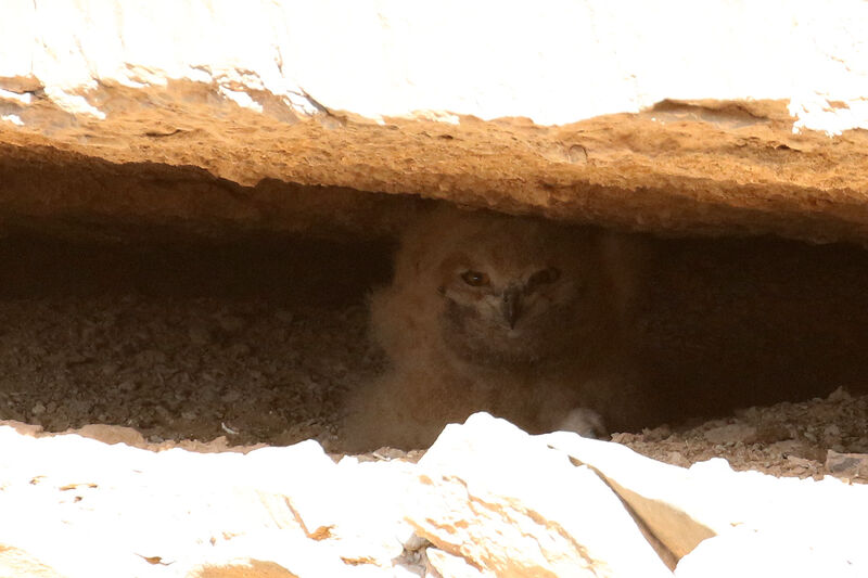 Pharaoh Eagle-OwlPoussin, Reproduction-nesting