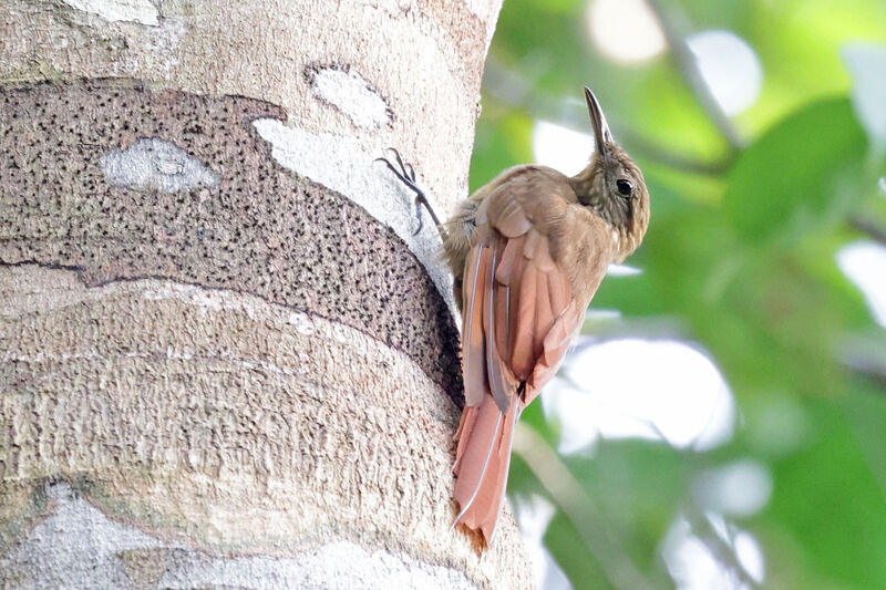 Southern Long-tailed Woodcreeper