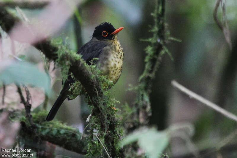 Speckled Nightingale-Thrushadult, identification
